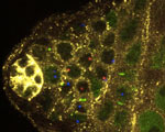 The apical tip of fruitfly testis containing germline stem cells and differentiating germ cells. Copies of Y chromosome are marked with either red or blue. Using this method, the authors  discovered that germline stem cells inherit specific copies of Y (and X) chromosomes. Credit: Yukiko Yamashita