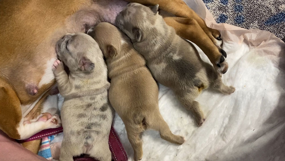 French Bulldog Puppies for sale - FL