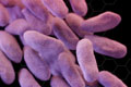 Bacteria Carbapanem, photo CDC