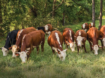 La carne de res molida, qué tan segura es? - Estudio de Consumer Reports